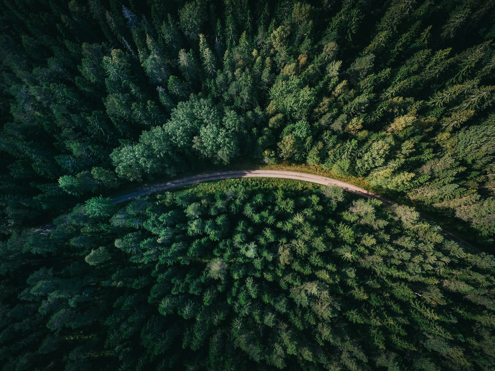 Vista aérea del bosque montañoso con un camino
