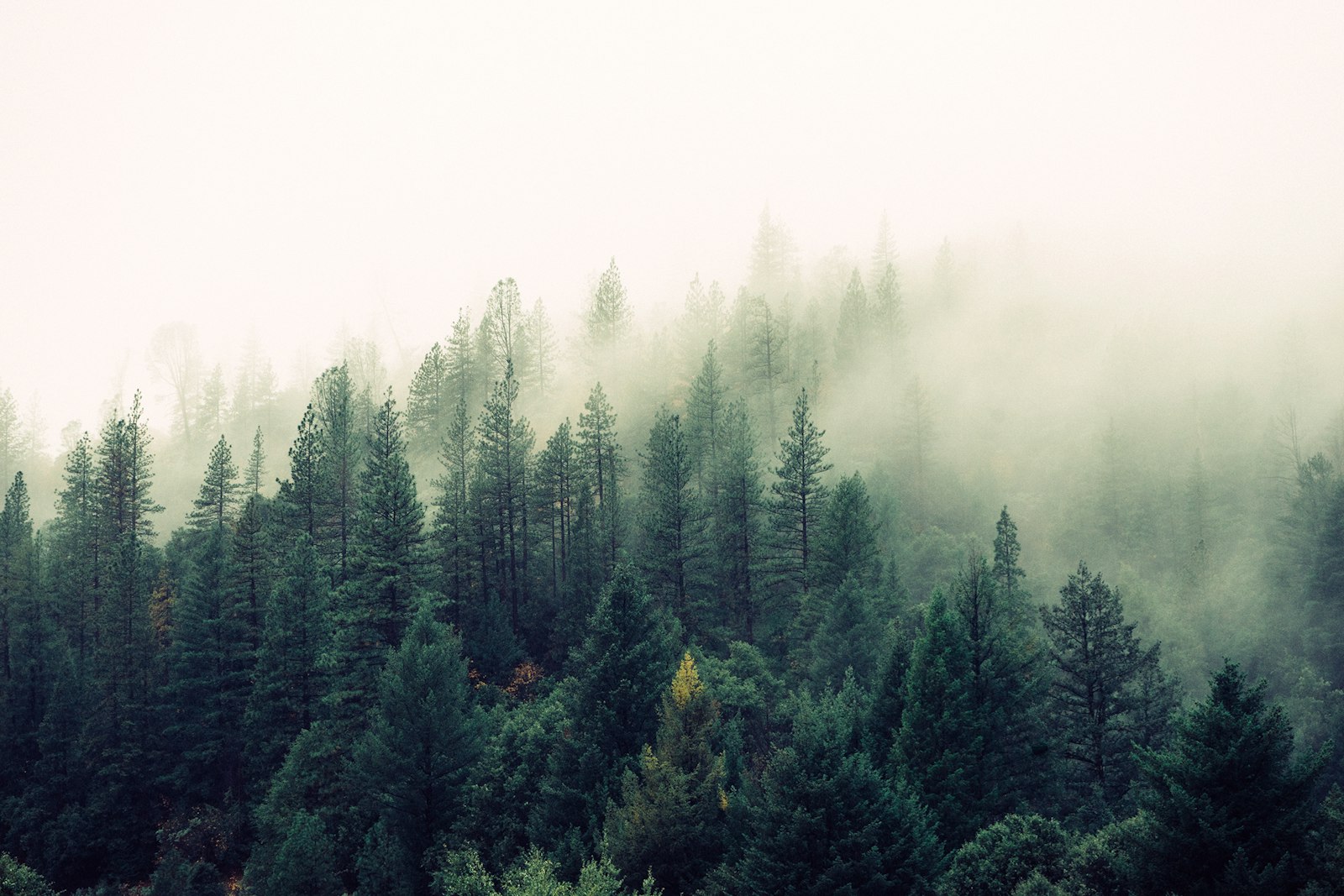 Bosque nuboso entre la neblina de la montaña